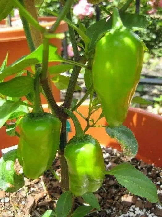 Cajun Belle Pepper Seeds - Capsicum annuum , Mild - Caribbean garden seed