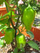 Cajun Belle Pepper Seeds - Capsicum annuum , Mild - Caribbean garden seed