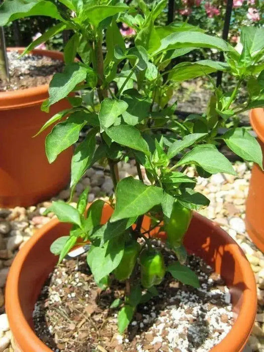 Cajun Belle Pepper Seeds - Capsicum annuum , Mild - Caribbean garden seed