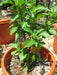 Cajun Belle Pepper Seeds - Capsicum annuum , Mild - Caribbean garden seed