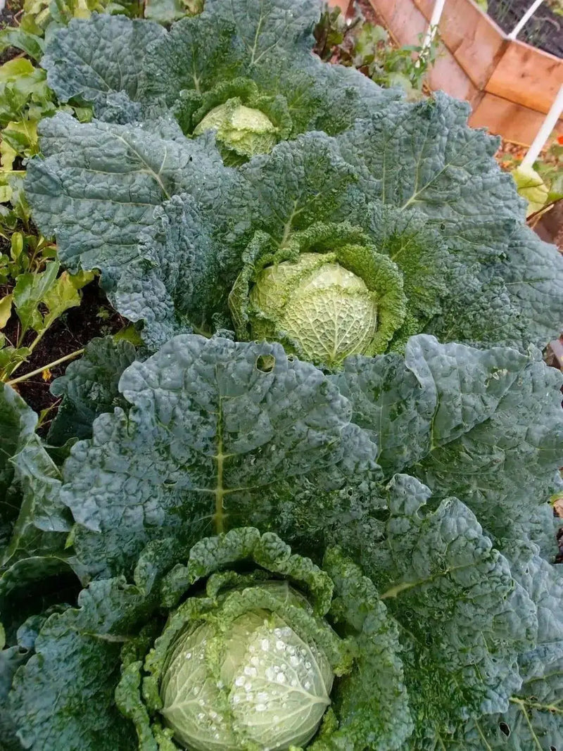 Cabbage Seeds - Savoy Perfection, ASIAN VEGETABLE - Caribbean garden seed