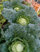 Cabbage Seeds - Savoy Perfection, ASIAN VEGETABLE - Caribbean garden seed