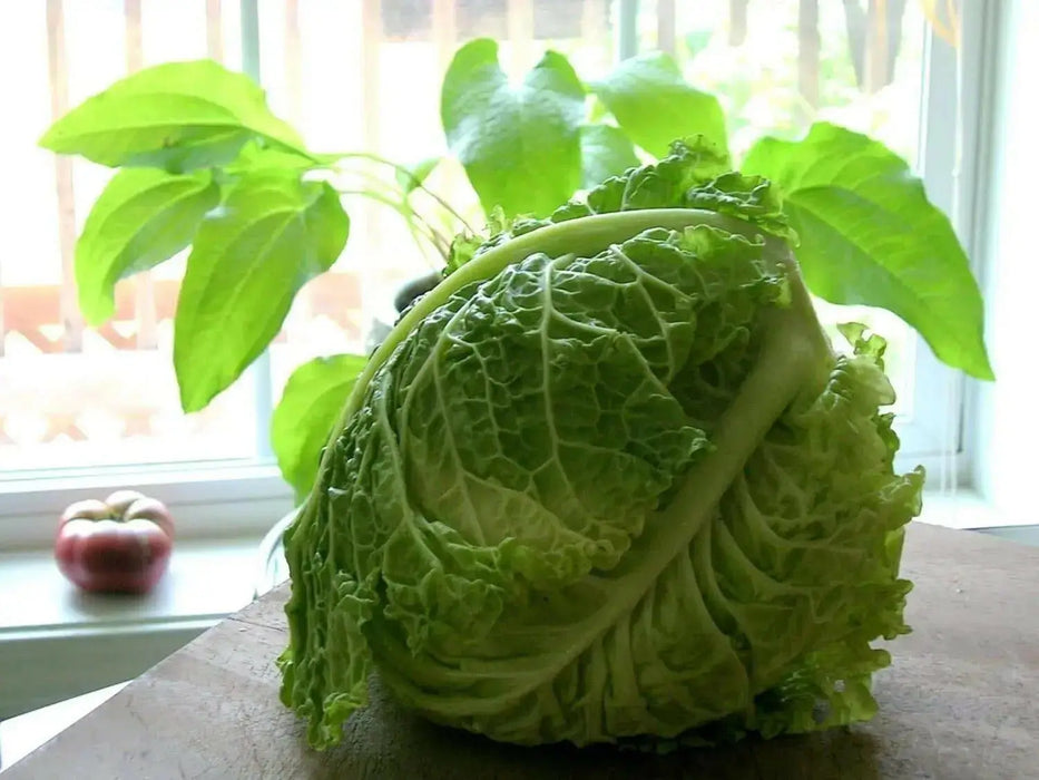 Cabbage Seeds - Savoy Perfection, ASIAN VEGETABLE - Caribbean garden seed