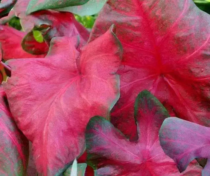 Caladium 'Brandywine'(5 Bulbs) Fancy Leaf Caladium - Caribbean garden seed