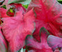 Caladium 'Brandywine'(5 Bulbs) Fancy Leaf Caladium - Caribbean garden seed