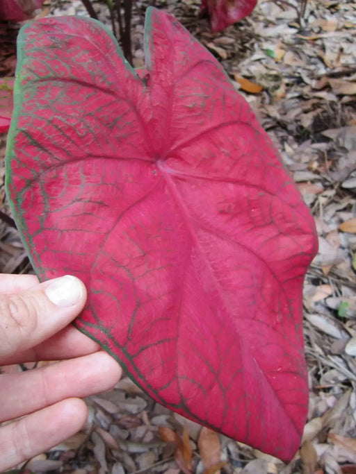 Caladium 'Brandywine'(5 Bulbs) Fancy Leaf Caladium - Caribbean garden seed