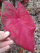 Caladium 'Brandywine'(5 Bulbs) Fancy Leaf Caladium - Caribbean garden seed