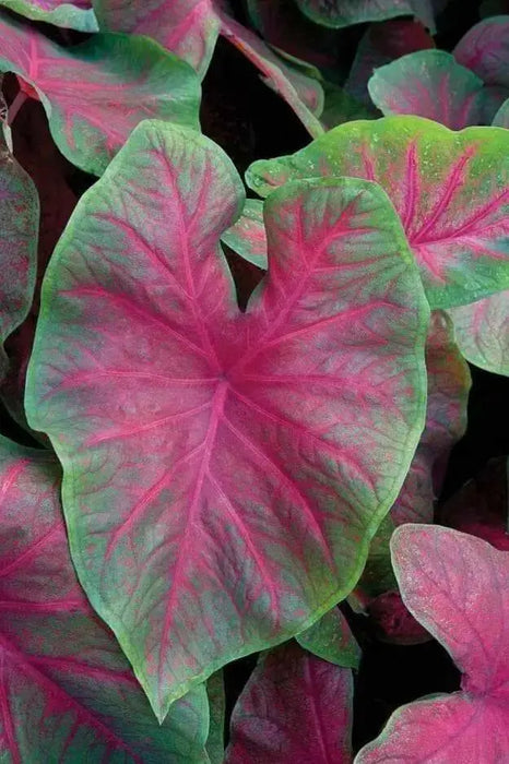 Caladium 'Brandywine'(5 Bulbs) Fancy Leaf Caladium - Caribbean garden seed