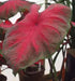 Caladium 'Brandywine'(5 Bulbs) Fancy Leaf Caladium - Caribbean garden seed