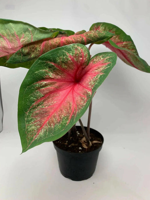 Caladium bicolor 'Fire Chief' /Fire Chief  BULBS - Caribbean garden seed