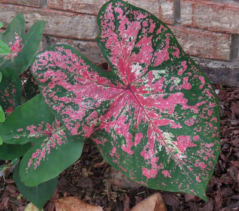 Caladium bicolor 'Fire Chief' /Fire Chief  BULBS - Caribbean garden seed