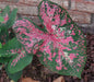 Caladium bicolor 'Fire Chief' /Fire Chief  BULBS - Caribbean garden seed