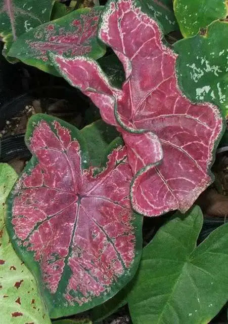 Caladium bicolor 'Fire Chief' /Fire Chief  BULBS - Caribbean garden seed