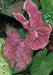Caladium bicolor 'Fire Chief' /Fire Chief  BULBS - Caribbean garden seed