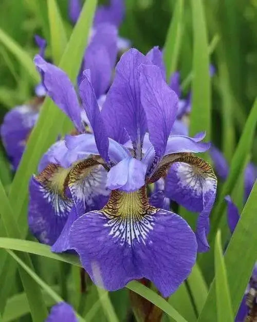Caesar's Brother' Siberian iris ('Bareroot) ,Perennial FLOWERS - Caribbean garden seed