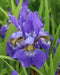 Caesar's Brother' Siberian iris ('Bareroot) ,Perennial FLOWERS - Caribbean garden seed