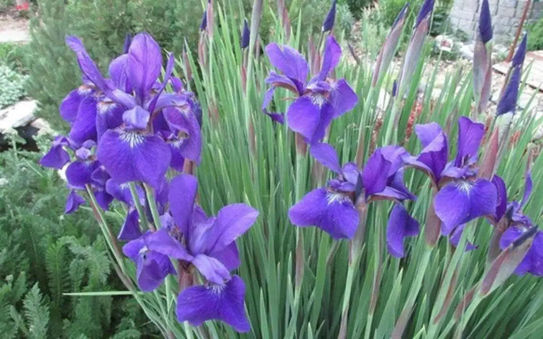 Caesar's Brother' Siberian iris ('Bareroot) ,Perennial FLOWERS - Caribbean garden seed