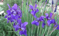 Caesar's Brother' Siberian iris ('Bareroot) ,Perennial FLOWERS - Caribbean garden seed
