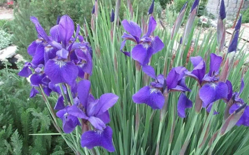 Caesar's Brother' Siberian iris ('Bareroot) ,Perennial FLOWERS - Caribbean garden seed