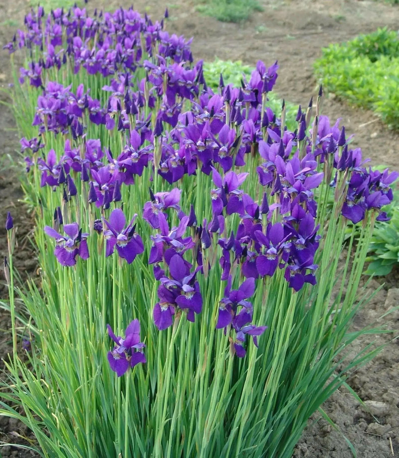 Caesar's Brother' Siberian iris ('Bareroot) ,Perennial FLOWERS - Caribbean garden seed