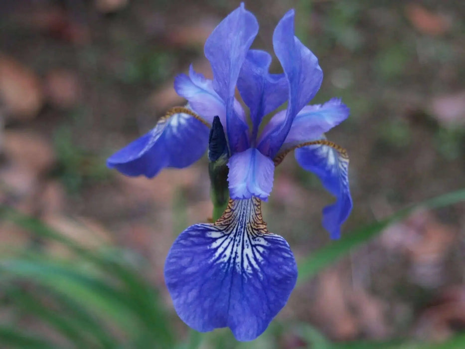 Caesar's Brother' Siberian iris ('Bareroot) ,Perennial FLOWERS - Caribbean garden seed