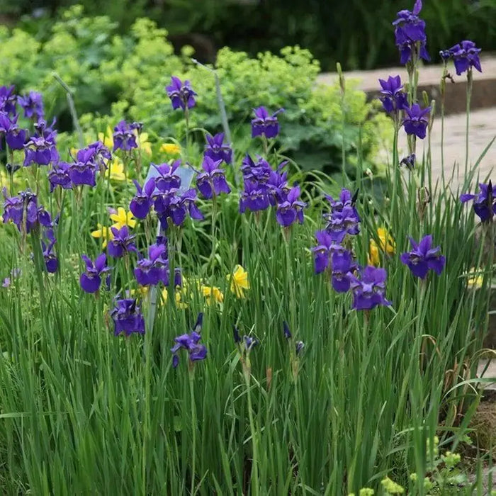 Caesar's Brother' Siberian iris ('Bareroot) ,Perennial FLOWERS - Caribbean garden seed