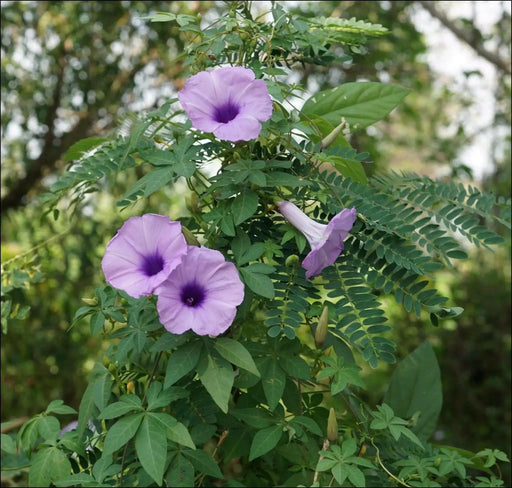 Cairo morning glory seeds ,FLOWERS VINE GROUNDCOVER - Caribbean garden seed