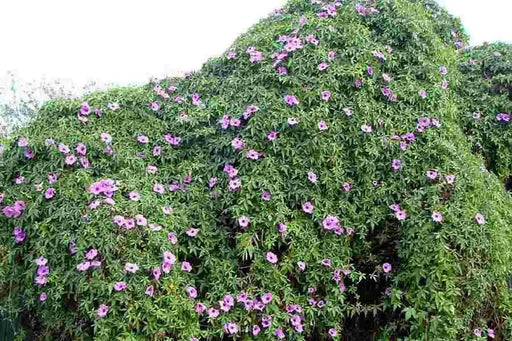 Cairo morning glory seeds ,FLOWERS VINE GROUNDCOVER - Caribbean garden seed