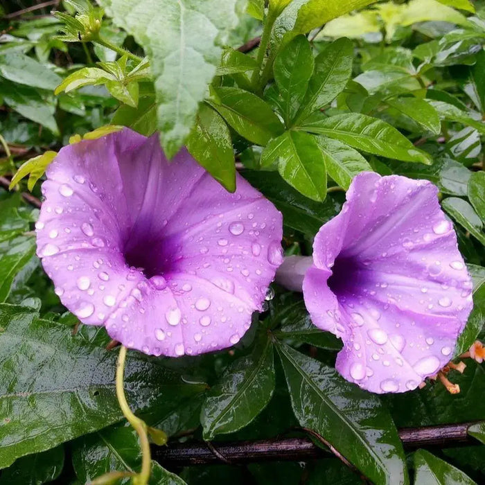 Cairo morning glory seeds ,FLOWERS VINE GROUNDCOVER - Caribbean garden seed