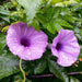 Cairo morning glory seeds ,FLOWERS VINE GROUNDCOVER - Caribbean garden seed