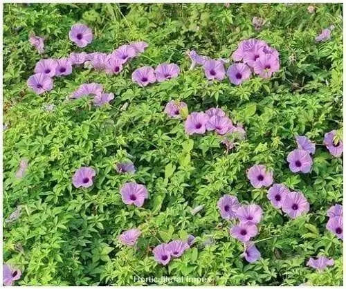 Cairo morning glory seeds ,FLOWERS VINE GROUNDCOVER - Caribbean garden seed
