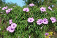 Cairo morning glory seeds ,FLOWERS VINE GROUNDCOVER - Caribbean garden seed