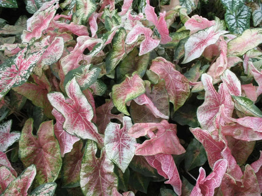 Caladium bicolor 'Halderman'  Bulbs,Tropical Look, Jamaican Coco Rose - Caribbean garden seed