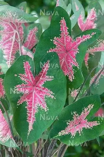 Caladium bicolor 'Halderman'  Bulbs,Tropical Look, Jamaican Coco Rose - Caribbean garden seed