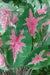 Caladium bicolor 'Halderman'  Bulbs,Tropical Look, Jamaican Coco Rose - Caribbean garden seed