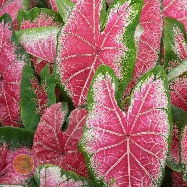 Caladium bicolor 'Halderman'  Bulbs,Tropical Look, Jamaican Coco Rose - Caribbean garden seed