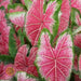 Caladium bicolor 'Halderman'  Bulbs,Tropical Look, Jamaican Coco Rose - Caribbean garden seed