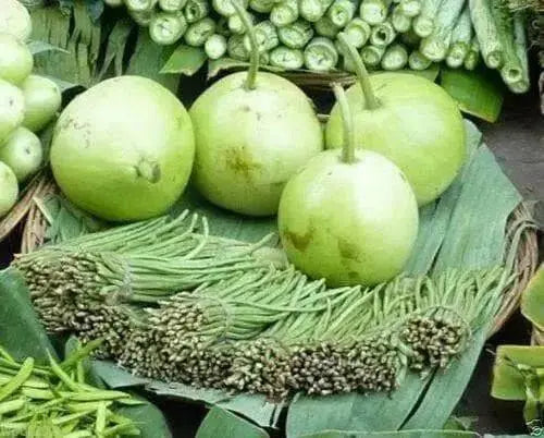 Calabash Round SEEDS, Edible bottle gourd , Asian vegetable - Caribbean garden seed