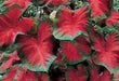 Caladium Blaze ( Bulbs) tropical foliage plants - Caribbean garden seed