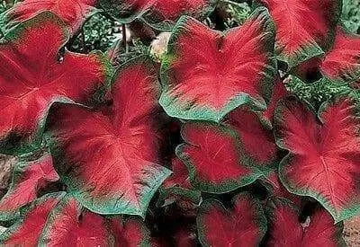 Caladium Blaze ( Bulbs) tropical foliage plants - Caribbean garden seed