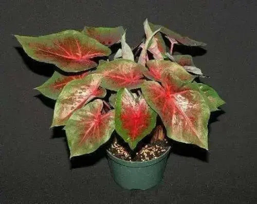 Caladium Blaze ( Bulbs) tropical foliage plants - Caribbean garden seed
