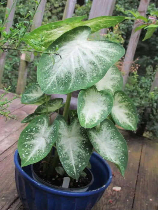 Caladium Bulbs,GREY GHOST (3 Bulbs) TROPICAL FOLIAGE - Caribbean garden seed