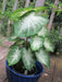 Caladium Bulbs,GREY GHOST (3 Bulbs) TROPICAL FOLIAGE - Caribbean garden seed