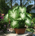 Caladium Bulbs,GREY GHOST (3 Bulbs) TROPICAL FOLIAGE - Caribbean garden seed