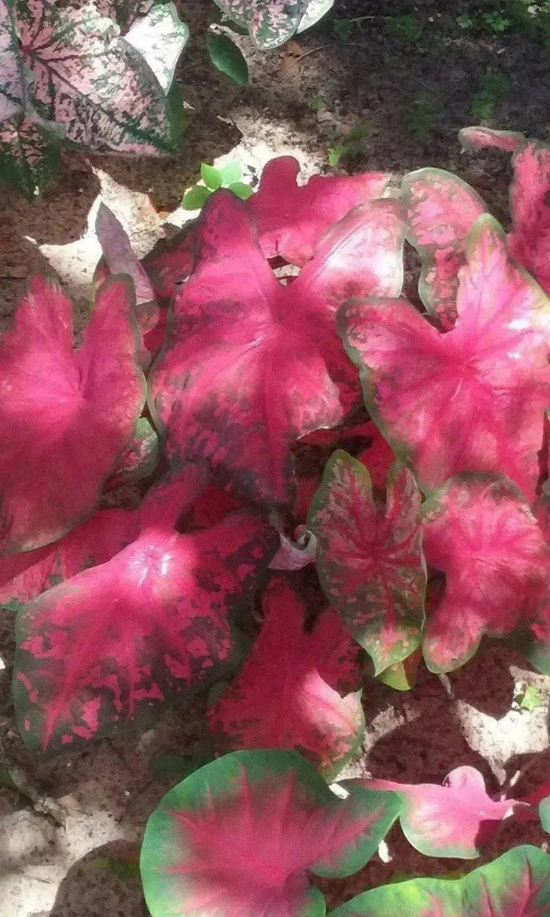 Caladium Fancy leaf Scarlet Beauty  (Bulbs) tropical foliage plants - Caribbean garden seed