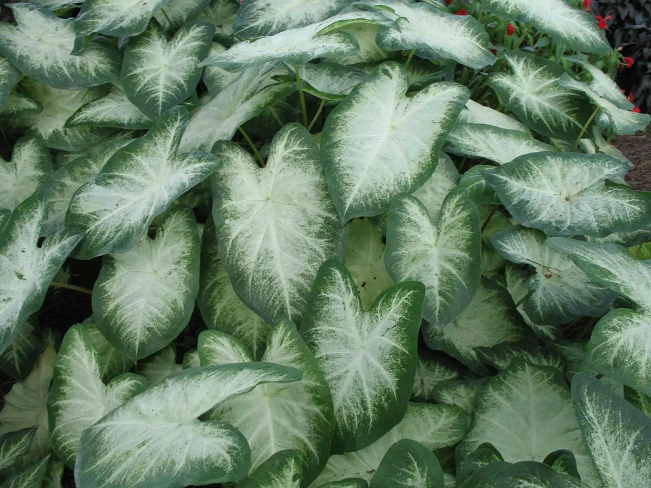 Caladium bulbs Aaron. TROPICAL foliage - Caribbean garden seed