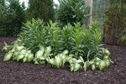 Caladium bulbs Aaron. TROPICAL foliage - Caribbean garden seed