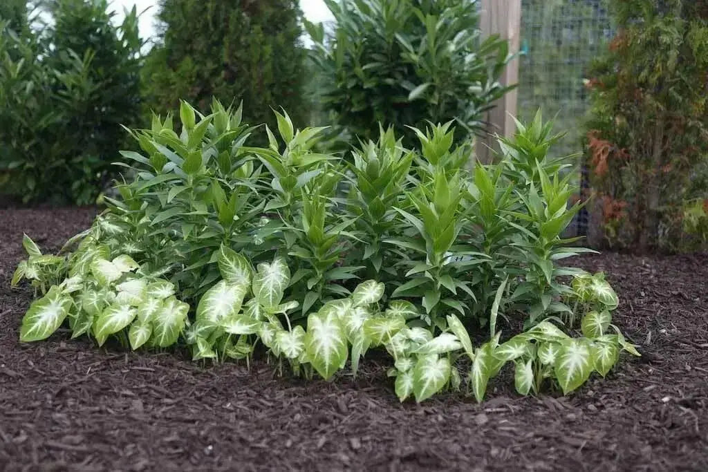 Caladium bulbs Aaron. TROPICAL foliage - Caribbean garden seed