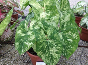 Caladium Bulbs, Frog in a Blender ,TROPICAL FOLIAGE - Caribbean garden seed