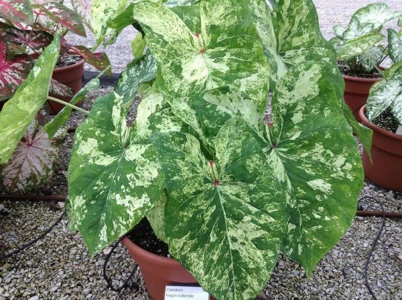 Caladium Bulbs, Frog in a Blender ,TROPICAL FOLIAGE - Caribbean garden seed